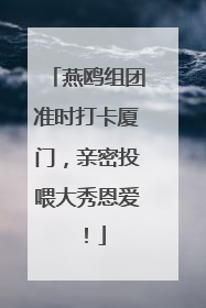 燕鸥组团准时打卡厦门，亲密投喂大秀恩爱！