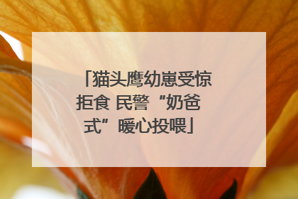 猫头鹰幼崽受惊拒食 民警“奶爸式”暖心投喂