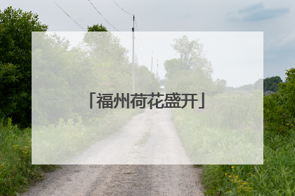 福州荷花盛开