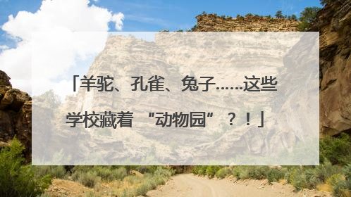 羊驼、孔雀、兔子……这些学校藏着 “动物园”？！