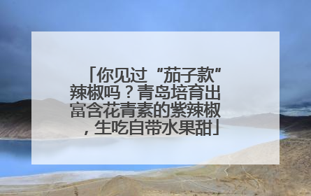 你见过“茄子款”辣椒吗？青岛培育出富含花青素的紫辣椒，生吃自带水果甜