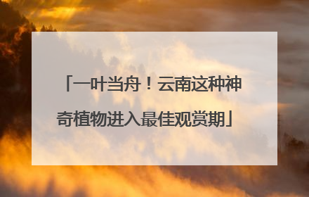 一叶当舟！云南这种神奇植物进入最佳观赏期