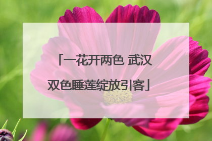 一花开两色 武汉双色睡莲绽放引客