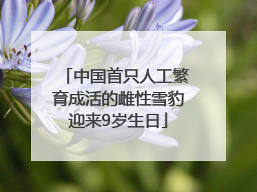 中国首只人工繁育成活的雌性雪豹迎来9岁生日