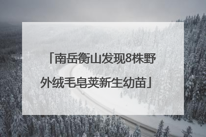 南岳衡山发现8株野外绒毛皂荚新生幼苗