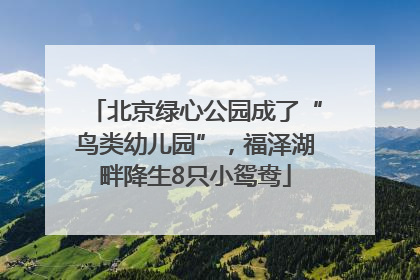 北京绿心公园成了“鸟类幼儿园”，福泽湖畔降生8只小鸳鸯