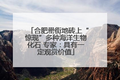 合肥罍街地砖上“惊现”多种海洋生物化石 专家：具有一定观赏价值