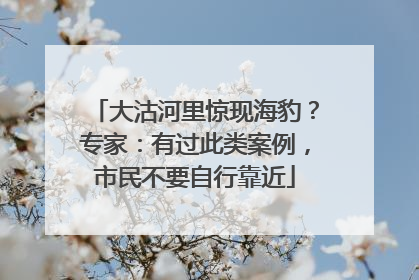 大沽河里惊现海豹？专家：有过此类案例，市民不要自行靠近
