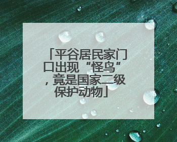 平谷居民家门口出现“怪鸟”，竟是国家二级保护动物