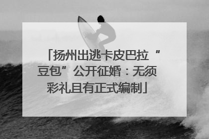 扬州出逃卡皮巴拉“豆包”公开征婚：无须彩礼且有正式编制