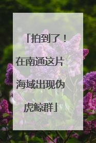 拍到了！在南通这片海域出现伪虎鲸群