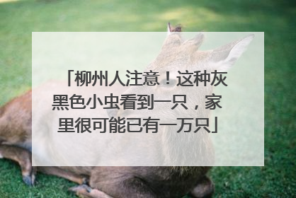 柳州人注意！这种灰黑色小虫看到一只，家里很可能已有一万只