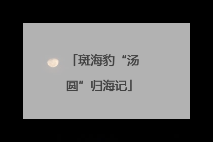 斑海豹“汤圆”归海记