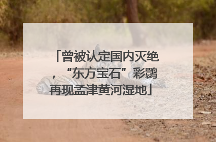曾被认定国内灭绝，“东方宝石”彩鹮再现孟津黄河湿地
