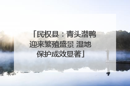 民权县：青头潜鸭迎来繁殖盛景 湿地保护成效显著