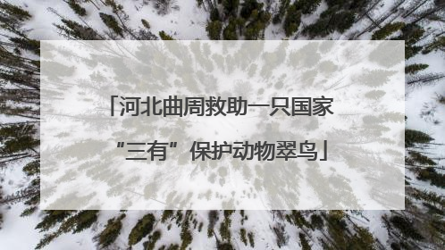 河北曲周救助一只国家“三有”保护动物翠鸟