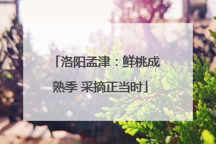 洛阳孟津：鲜桃成熟季 采摘正当时