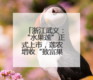 浙江武义：“水果莲”正式上市，莲农增收“致富果”注活力