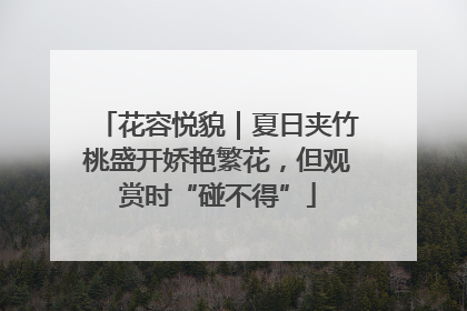 花容悦貌｜夏日夹竹桃盛开娇艳繁花，但观赏时“碰不得”