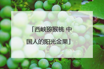 西峡猕猴桃 中国人的阳光金果