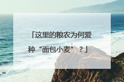 这里的粮农为何爱种“面包小麦”？