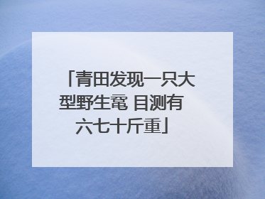 青田发现一只大型野生鼋 目测有六七十斤重