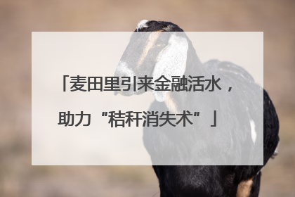 麦田里引来金融活水，助力“秸秆消失术”