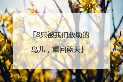 8只被我们救助的鸟儿，重回蓝天